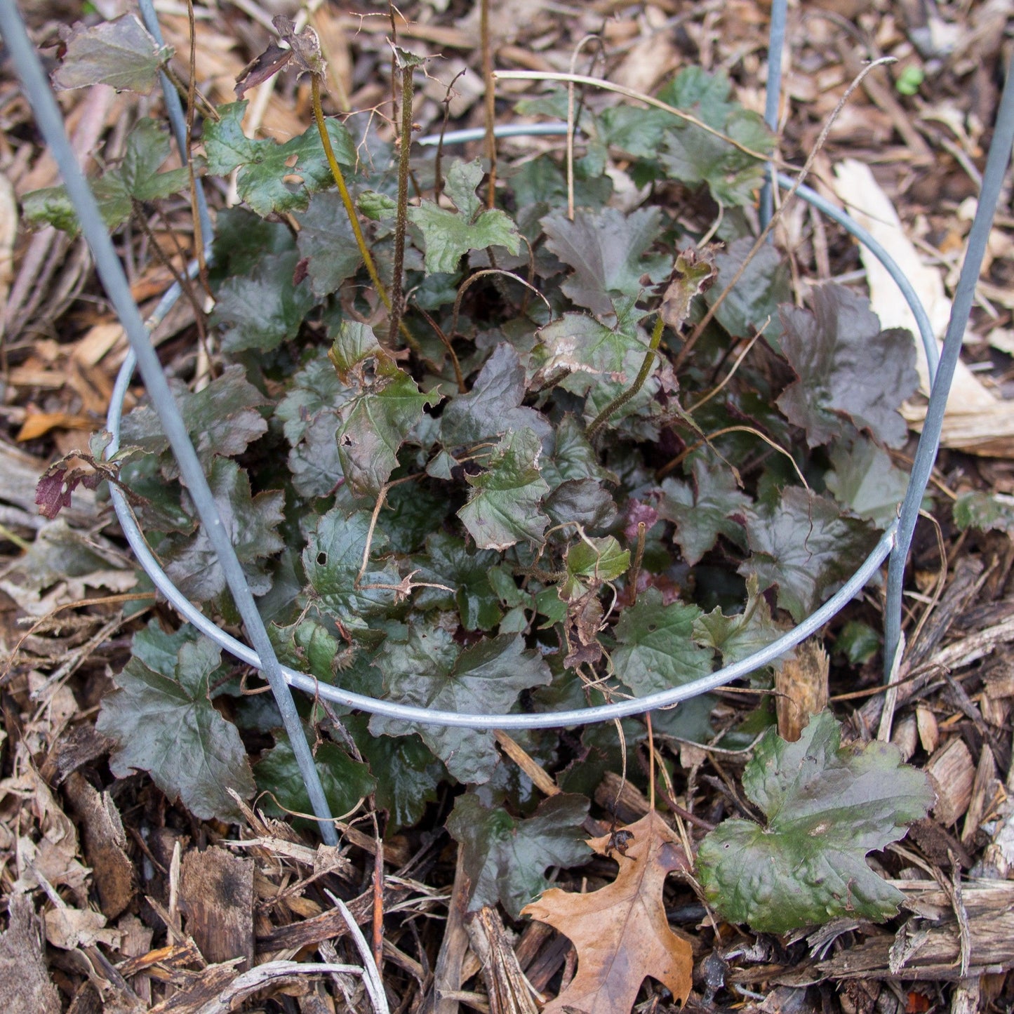 Heuchera - Blackout Coral Bells