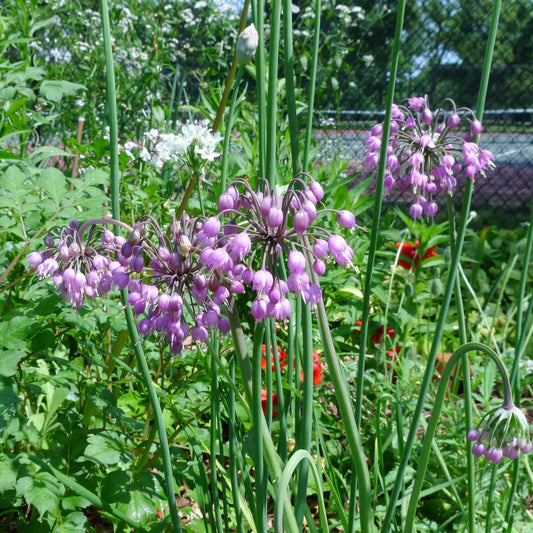Allium cernuum - Nodding Onion