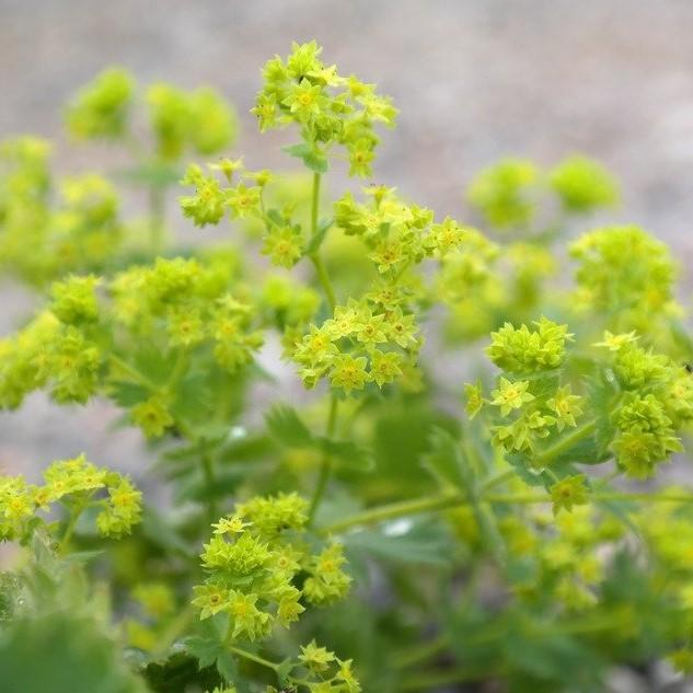 Alchemilla mollis - Lady's Mantle