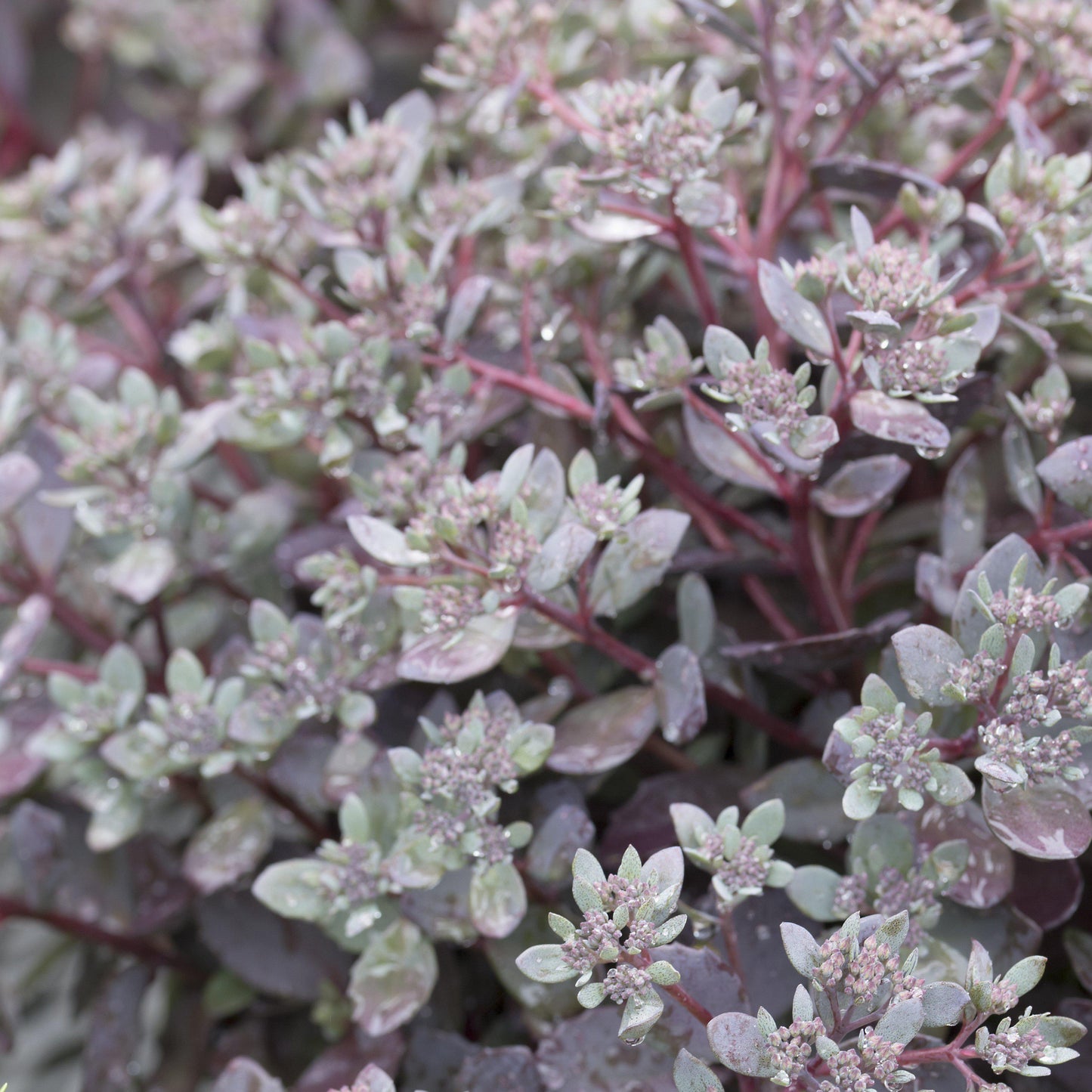 Sedum - SunSparkler® Dazzleberry Sedum