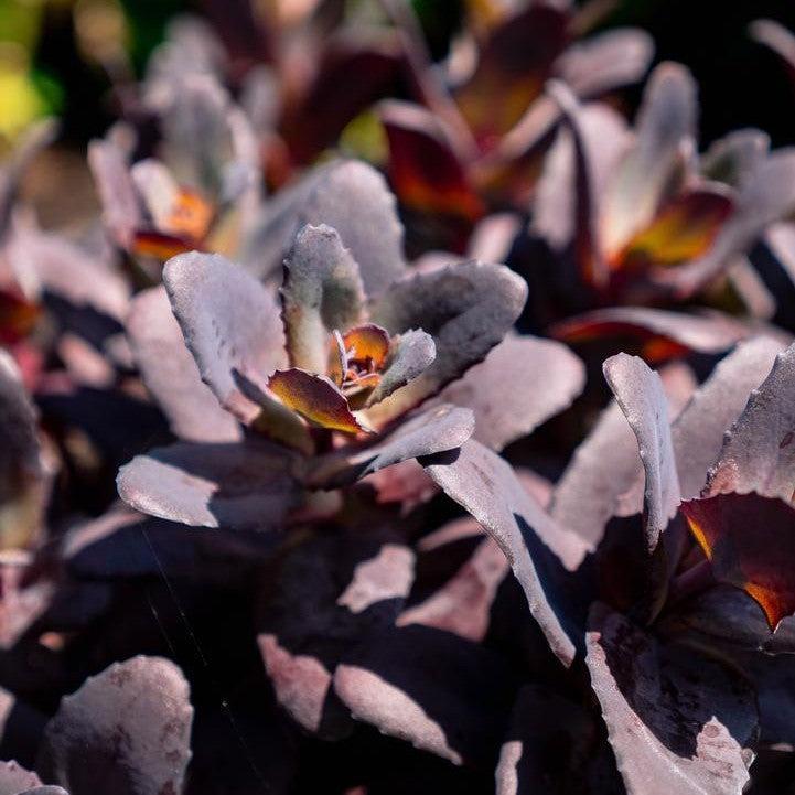 Sedum x - Puff Pastry™ Raspberry Stonecrop