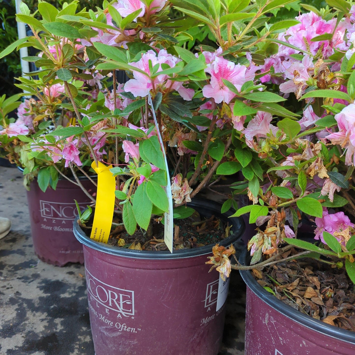Encore® Autumn Twist™ Azalea