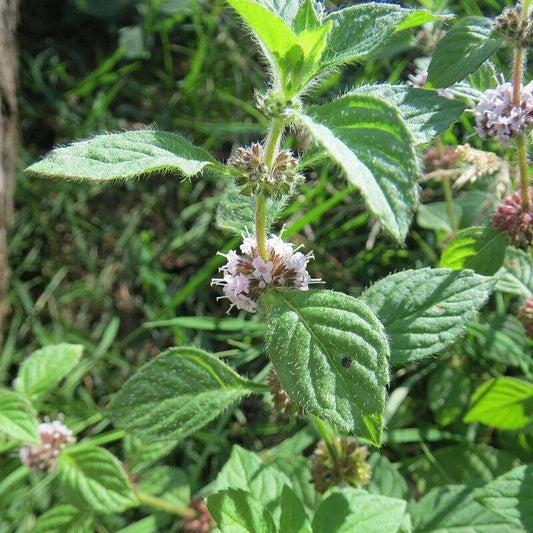 Mentha arvensis - Wild Mint