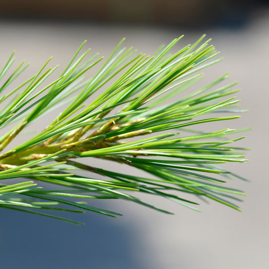 Pinus strobus - Blue Shag White Pine