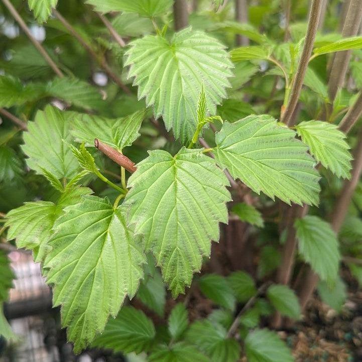 Viburnum dentatum - NativeStar® Plum Pudding Viburnum