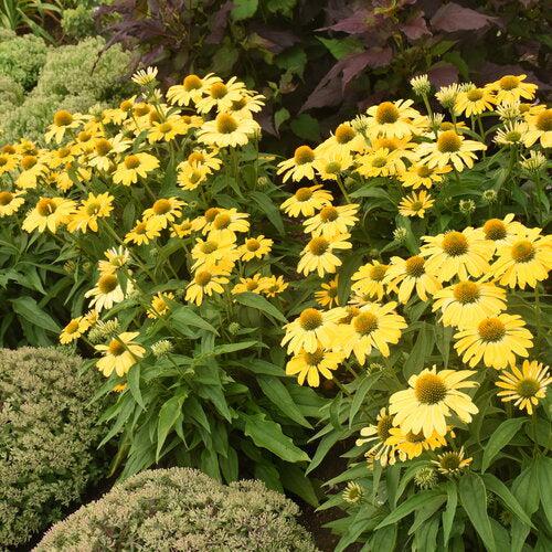 Echinacea - Color Coded® Yellow My Darling Echinacea