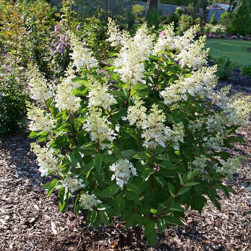 Hydrangea paniculata - Pinky Winky Prime® Hydrangea