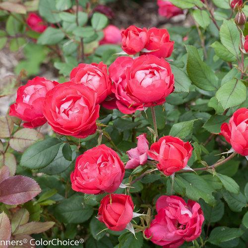 Rosa - OSO Easy® Double Red Rose