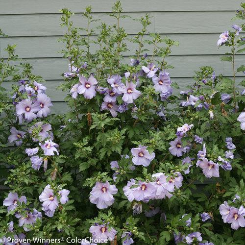 Hibiscus syriacus - Azurri Blue Satin® Rose of Sharon