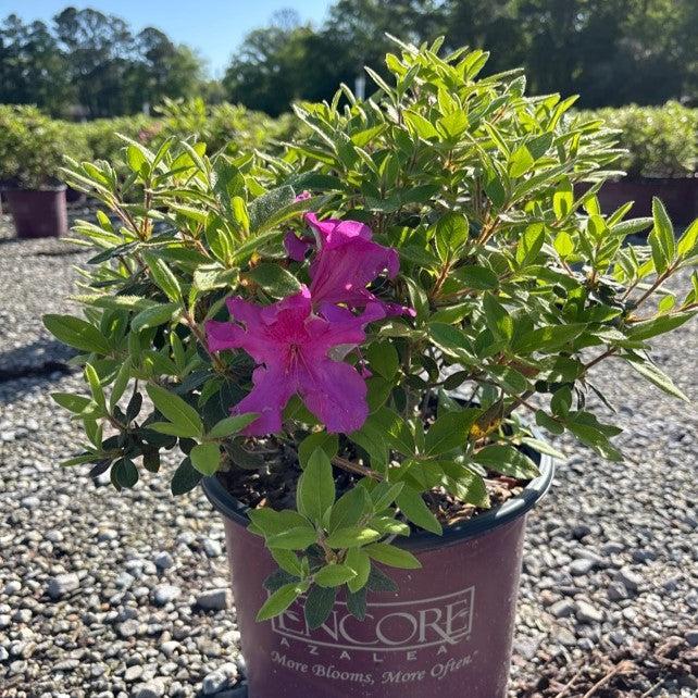 Azalea ‘Roblee’ - Encore® Autumn Sangria™ Azalea