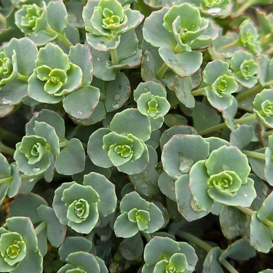 Sedum sieboldii - October Daphne Stonecrop