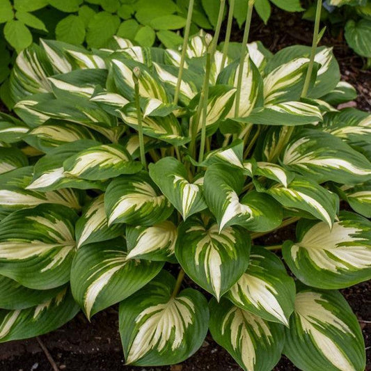 Hosta - PW® Shadowland® Miss America Hosta