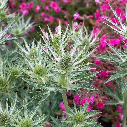 Eryngium x zabelii - Big Blue Sea Holly