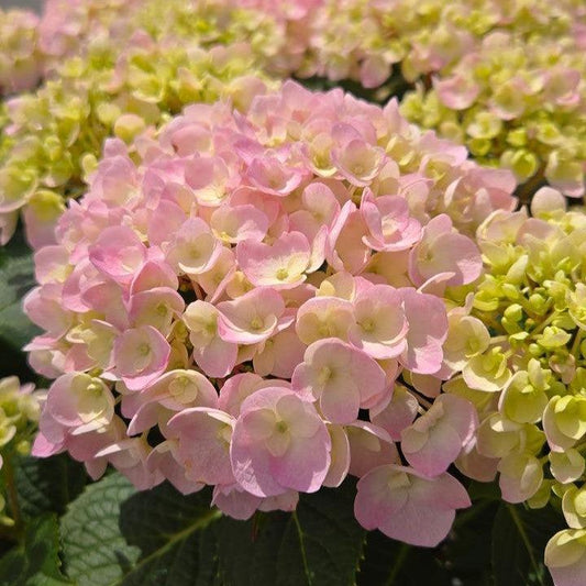 Hydrangea macrophylla - Wee Bit Innocent® Hydrangea