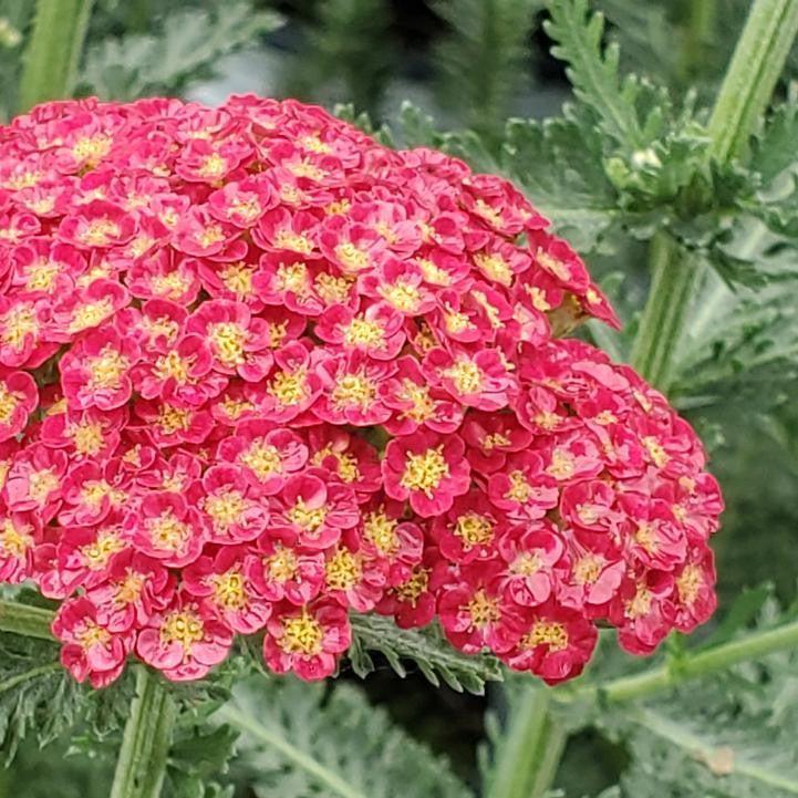 Achillea ’Firefly Red Pop’ - PW® Firefly Red Pop Yarrow