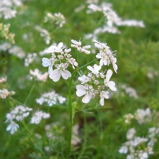 Coriandrum sativum - Cilantro, Coriander