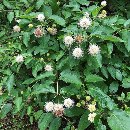 Cephalanthus occidentalis - First Editions® Fiber Optics Cephalanthus