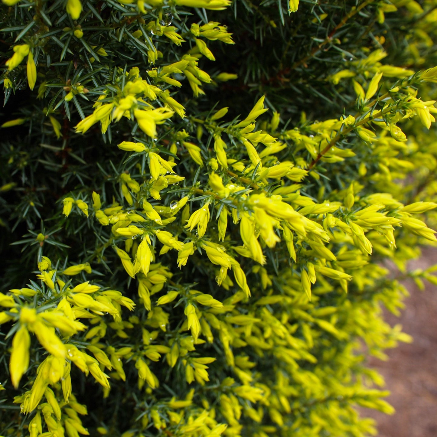 Juniperus communis - Gold Cone Juniper