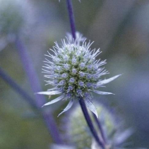 Eryngium planum - Blue Glitter Sea Holly