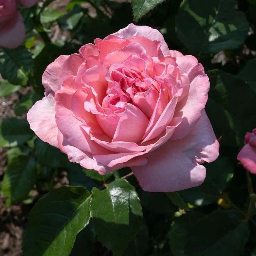 Rosa - Romantica® Ball Gown™ Rose