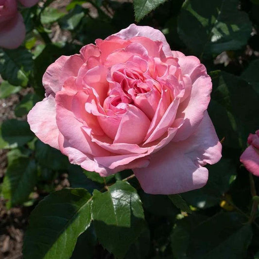 Rosa - Romantica® Ball Gown™ Rose