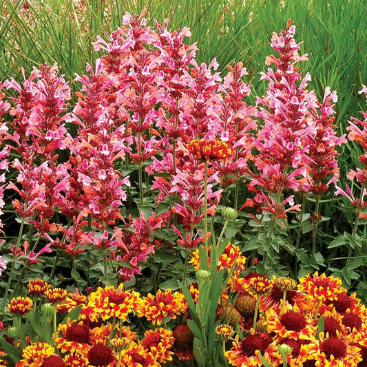 Agastache - Kudos™ Ambrosia Hummingbird Mint, Hyssop