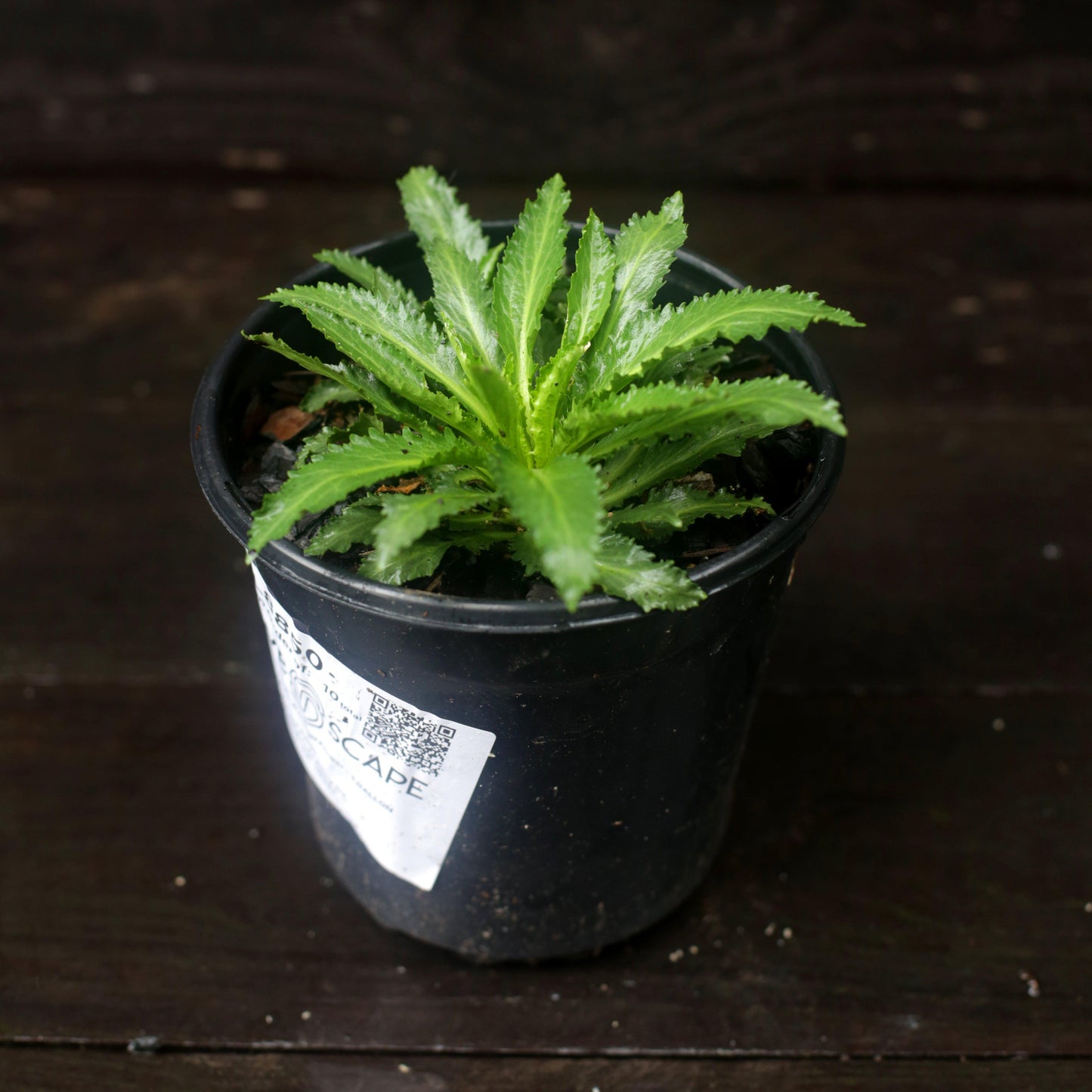 Lobelia cardinalis - Cardinal Flower