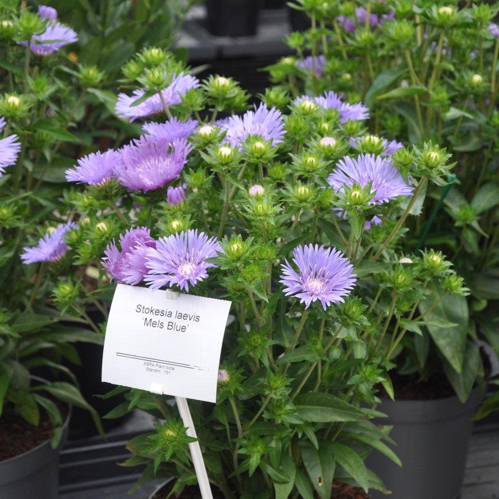 Stokesia laevis - Mel's Blue Stokes' Aster