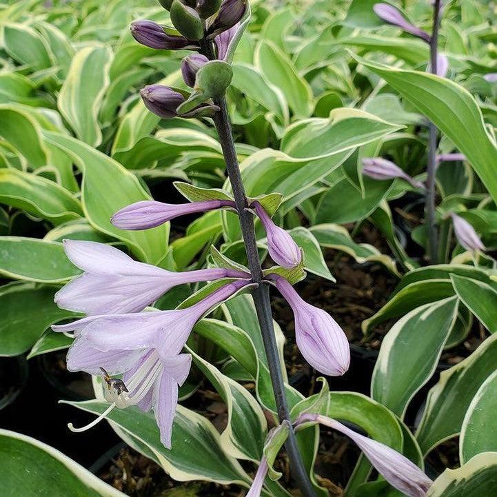 Hosta x - Tambourine Hosta