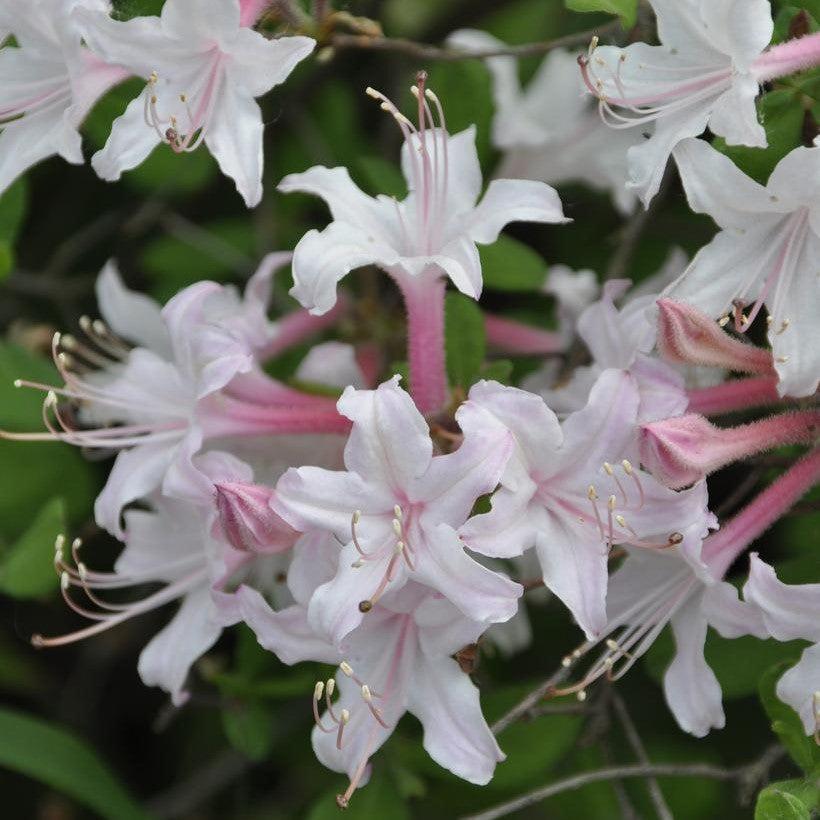 Azalea atlanticum - Coastal Azalea