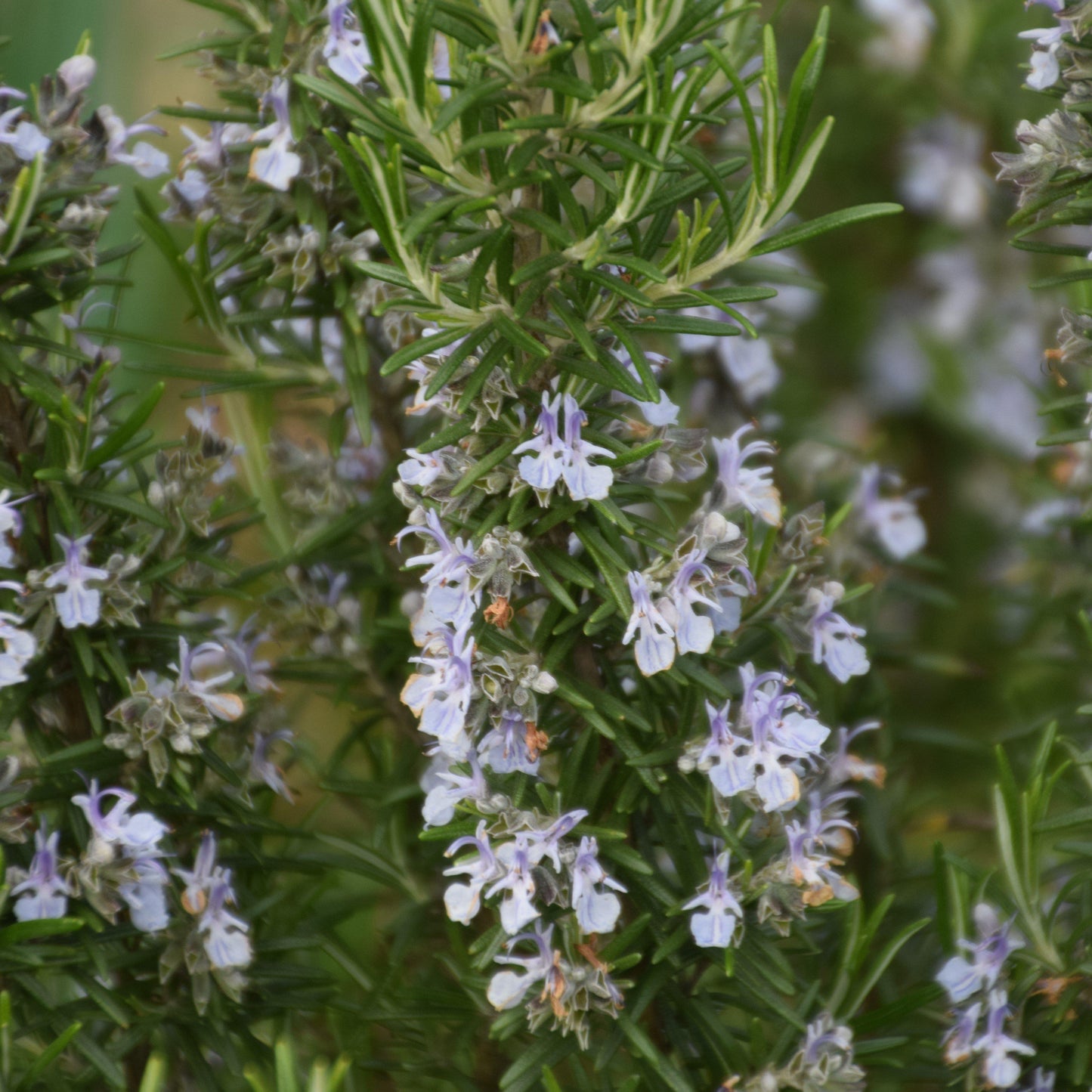 Rosmarinus officinalis - Blue Spires Rosemary