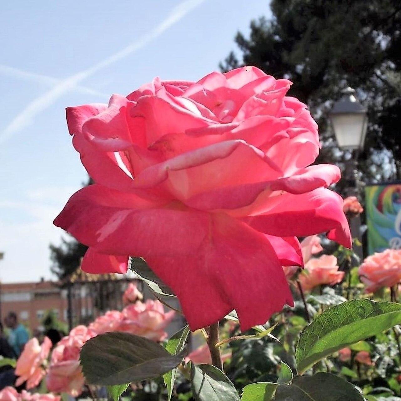 Rosa - Chicago Peace® Rose