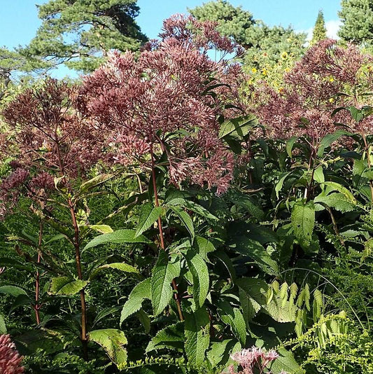 Eutrochium maculatum - Gateway Joe Pye Weed