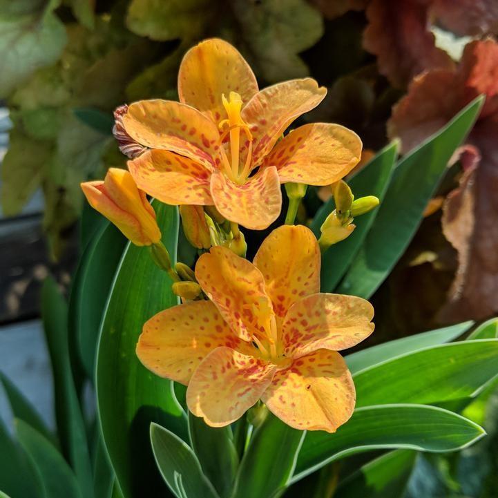 Belamcanda chinensis - Freckle Face Blackberry Lily