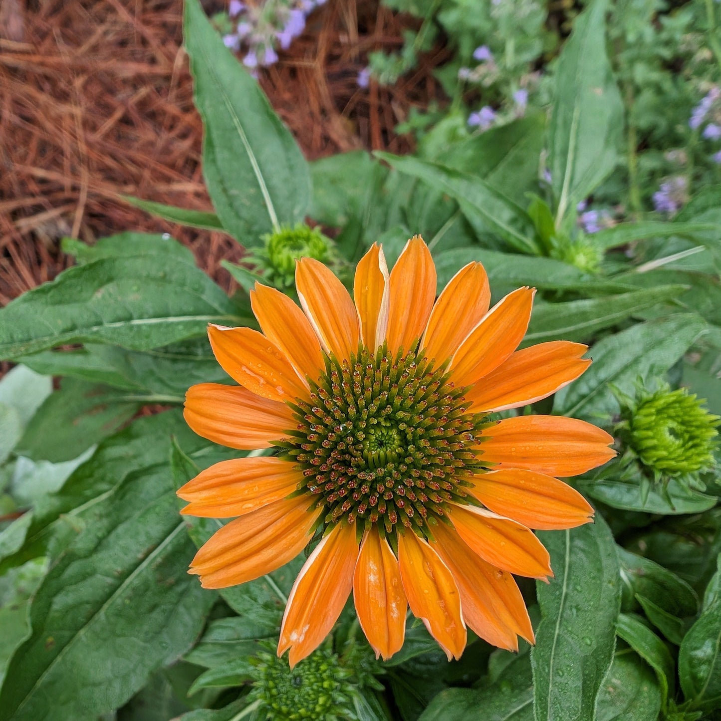 Echinacea x - Sombrero® Adobe Orange Improved Coneflower
