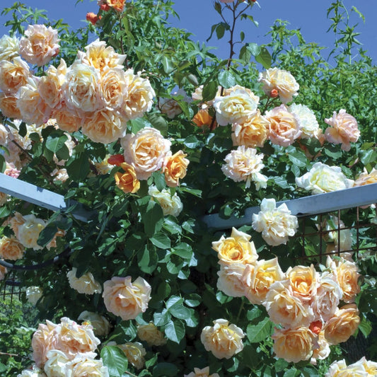 Rosa - Garden Sun™ Climbing Rose