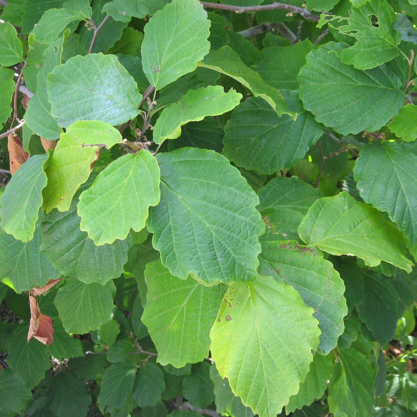 Hamamelis virginiana - Harvest Moon Witch Hazel
