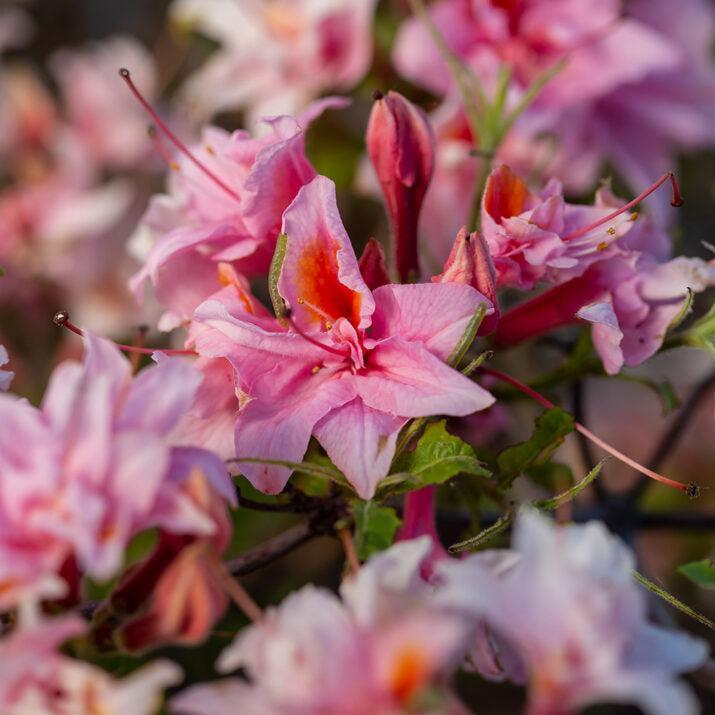First Editions® Electric Lights™ Double Pink Azalea