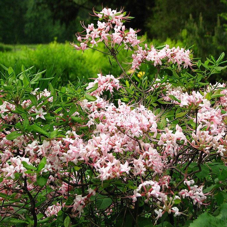 Azalea periclymenoides - Pinxterbloom Azalea