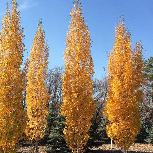 Betula platyphylla - First Editions® Parkland Pillar® Birch