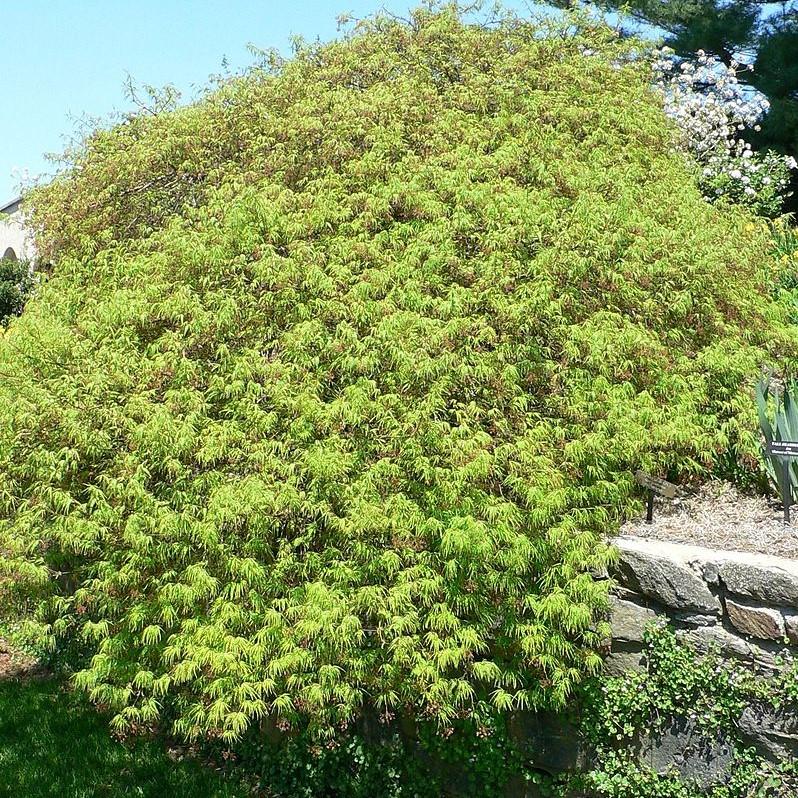 Acer palmatum var. dissectum - Waterfall Japanese Maple