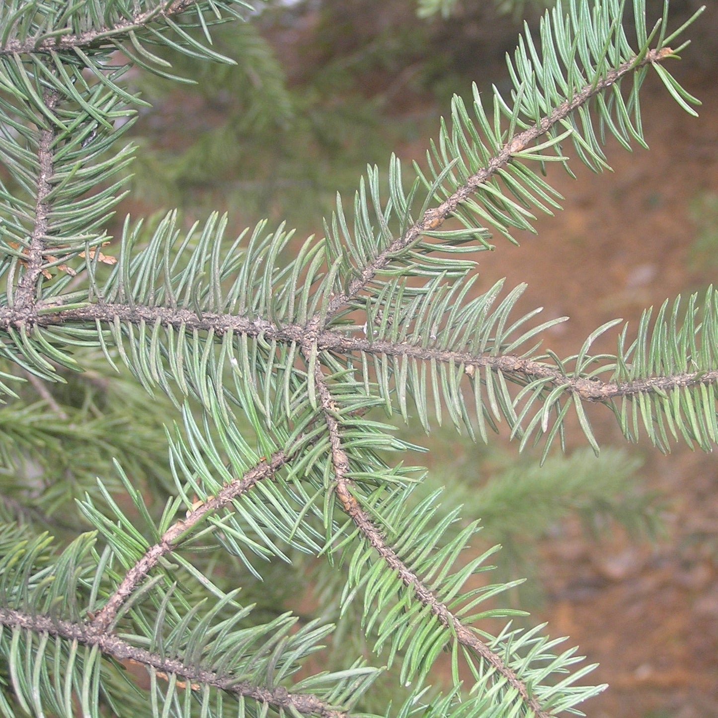 Picea meyeri - Meyer Spruce