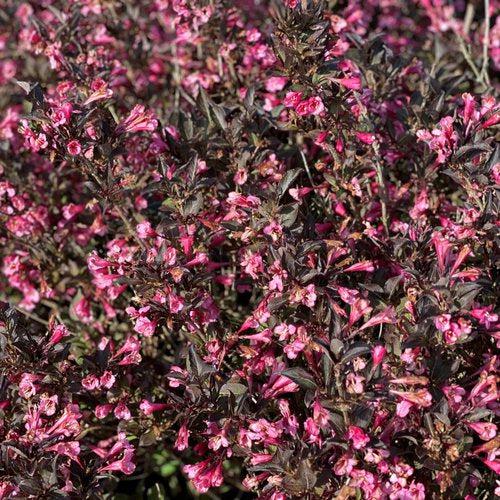 Weigela florida - Very Fine Wine® Weigela