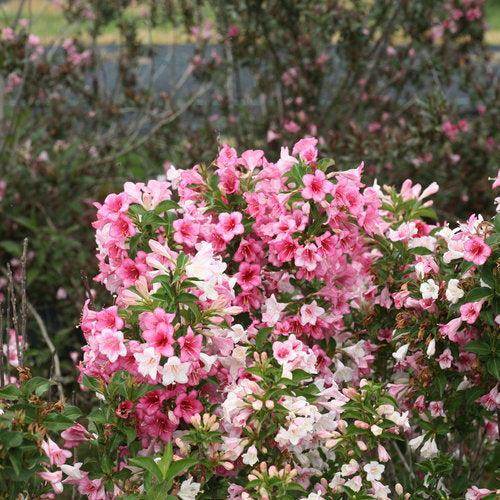 Weigela florida - Czechmark Trilogy® Weigela