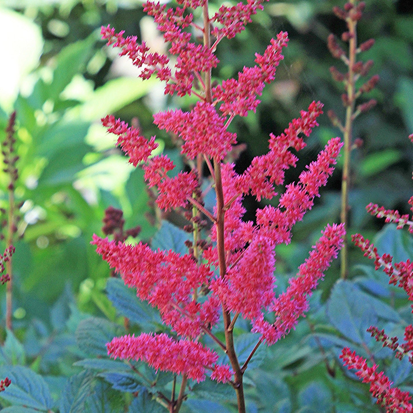 Astilbe - Younique™ Ruby Red Astilbe