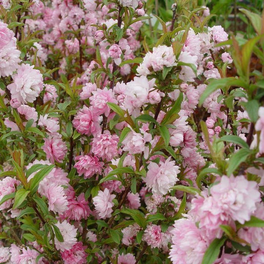 Prunus glandulosa 'Rosea' - Pink Flowering Almond