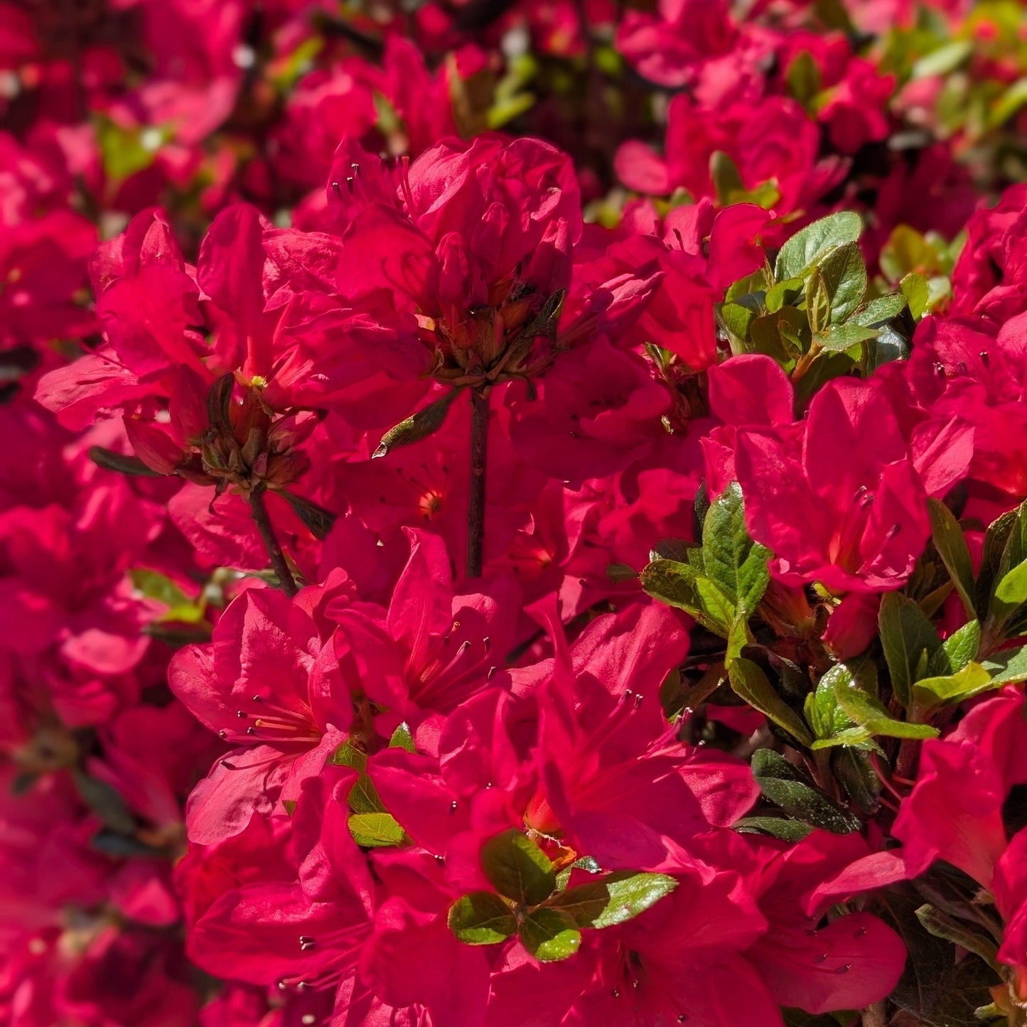 Azalea kaempferi - Johanna Azalea