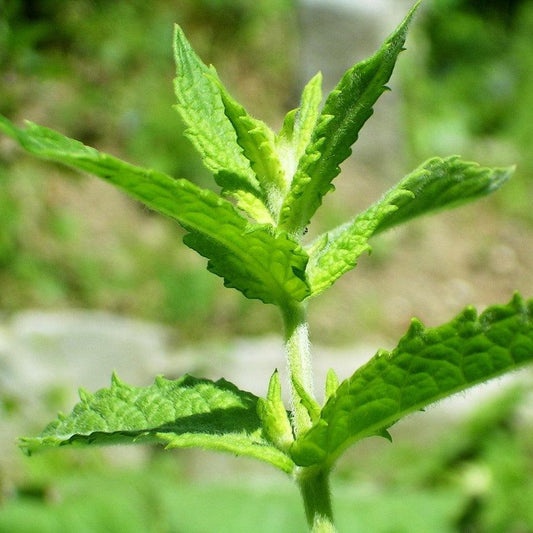 Mentha spicata - Spearmint