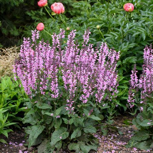 Salvia - Color Spires® Pink Dawn Salvia