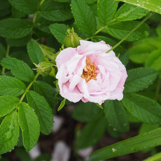 Rosa rugosa 'Schneekoppe' - Snow Pavement Rugosa Rose